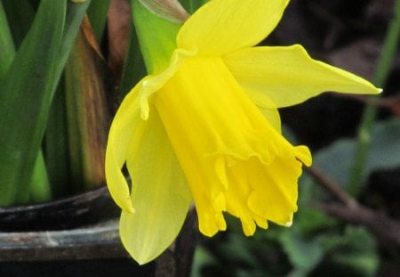 Daffodill - flowers, flora, plants, spring