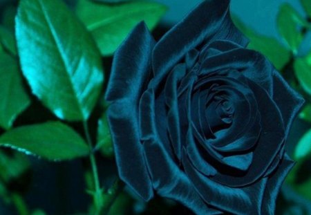 The Blue Rose - flowers, blue, beautiful, rose, flower, green leaves