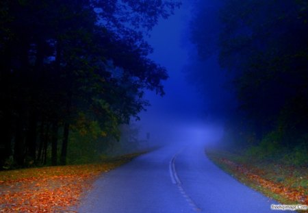 fog - road, nature, fog, woods