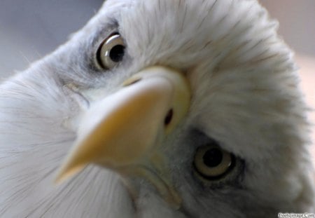 eagle - picture, eye, close, eagles