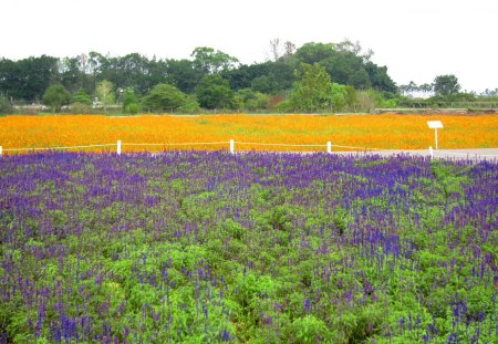 Beautiful flower fields - lovely, beautiful, flower, fields