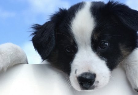 Wondering What to Do Next - resting, ears, eyes, dog, paws, black, nose, white, animal, puppy, spots