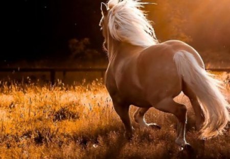 noble mane - noble mane, sunset, noble mane Horse and sunset, noble mane Horse and, Horse and sunset