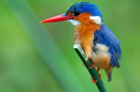 Malachite kingfisher - malachite, bird, nature, kingfisher, green