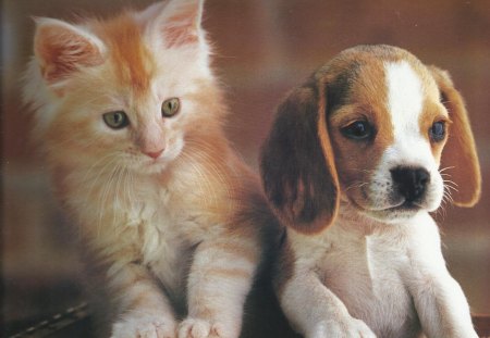 A puppy and kitten in a wagon - wagon, cute, puppy, kitten