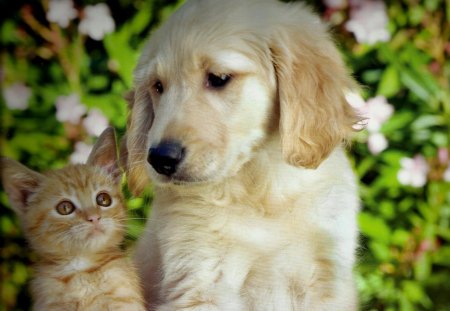 A puppy and kitten