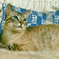 A tabby cat laying in a wicker chair