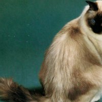 Ragdoll cat