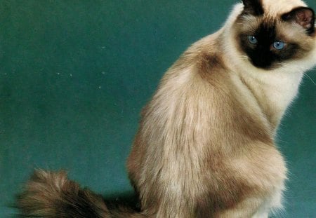 Ragdoll cat - cat, feline, fluffy, ragdoll