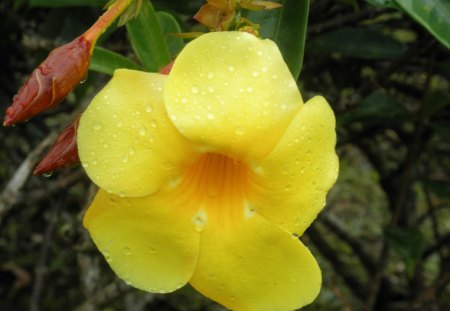 A yellow flower from the Island of St. Lucia - Yellow, Flowers, Green, Photography, Brown