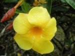 A yellow flower from the Island of St. Lucia