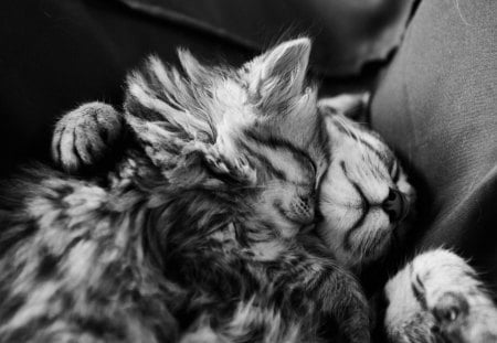 cute hug ... for Carmen ♥ - love, cat, fur, animal, sleep, paw, cute, cats, black and white, hug