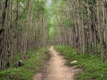 Colorado Trail