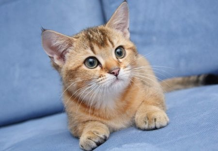 *** Cat on a blue couch ***