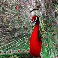 *** The majestic peacock ***