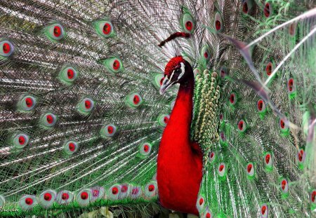 *** The majestic peacock *** - peacock, animals, colorful, animal, birds, bird