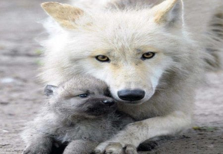 Mother and Baby Bonding - pup, dogs, animals, wolves