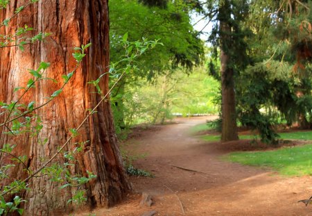 wide redwood - path, tree, forest, bush