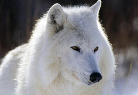 The Alpha - white, Alpha, awesome, wolf