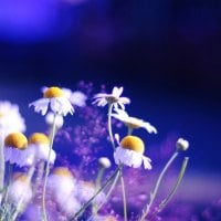 chamomile-flowers