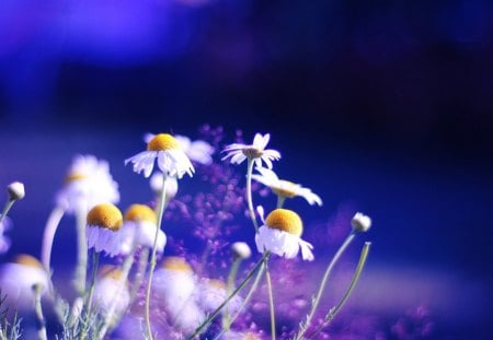 chamomile-flowers - purple, flowers, chamomille, branch