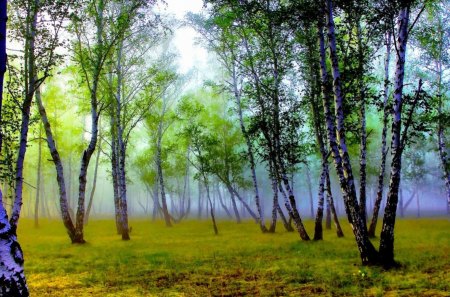 fantastic misty forest - grass, misr, forest, trunks