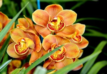 *** Orchids *** - flower, orchids, orange, floeers, nature