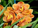 *** Orchids ***