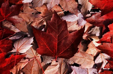 *** Autumn leaves *** - red, leaves, color, autumn, colorful