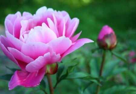 pink peony rose - peony, rose, petals, spring