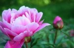 pink peony rose