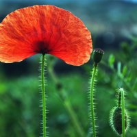 red poppy