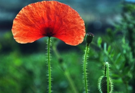 red poppy - poppy, field, family, drugs