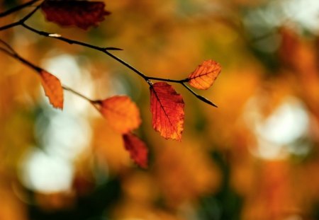 golden autumn - blurring, wind, autumn, golden, leaves, blow