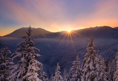 Sunlight in Winter - frosty, trees, sun, sunrise and sunset, mountains, white trees, magnificent, sunlight in winter, forests, sunlight, winter, lovely, gold, nature, fir, snow, beautiful, splendor, seasons, colors, sunrise