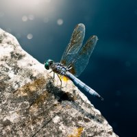 beautiful dragonfly