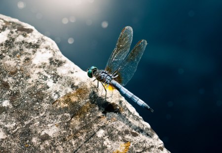 beautiful dragonfly - wilds, dragon, animals, fly