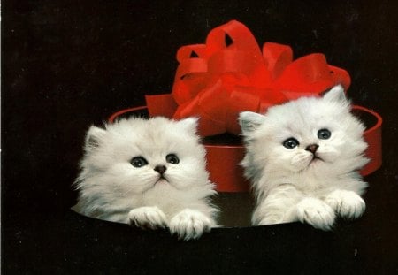 Two white kittens in a box - white, kittens, feline, cute, ribbon, bow, twin