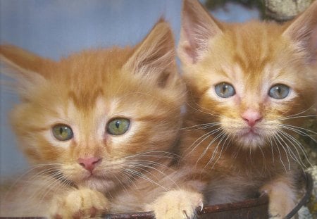 Two kittens in a pail - twin, pail, kittens, feline, cute