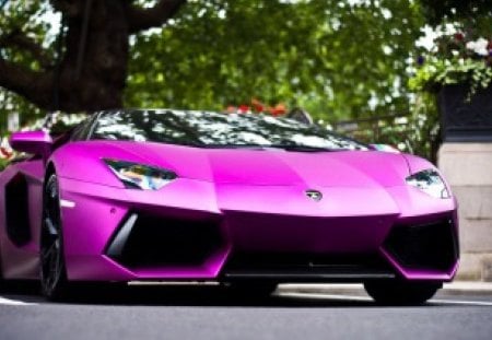 fuchsia lamborghini aventador - fuchsia, cars, lamborghini, aventador