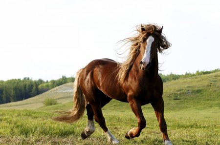 handsome-horse - some, grass, hand, horse