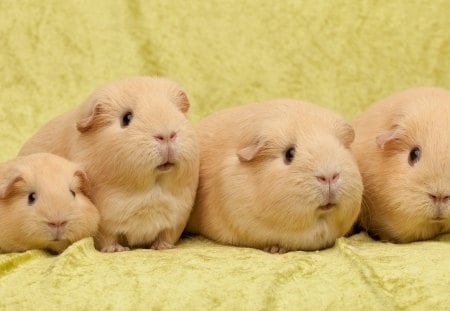 Guinea-Pig - pig, hamster, animal, guinea, cute