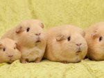 Guinea-Pig