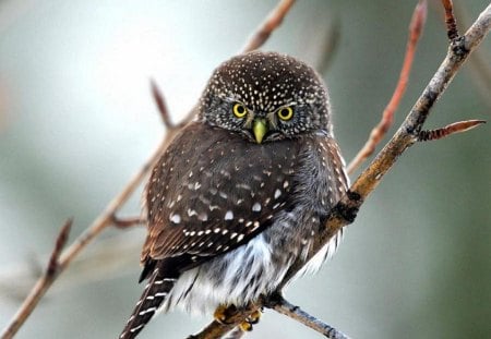 Owl - snow, branch, winter, tree, owl, birds