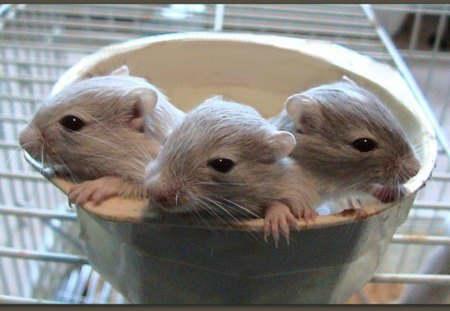 BABY GERBILS - CUTE, GERBILS, TINY, BABY