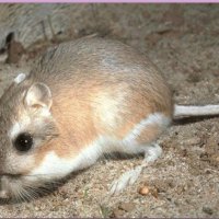 KANGAROO RAT