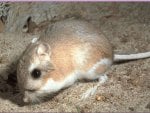 KANGAROO RAT