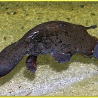 PLATYPUS