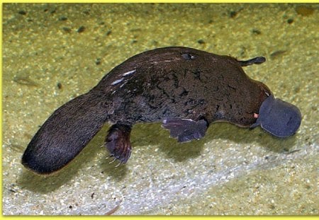 PLATYPUS - billed, duck, mammal, platypus