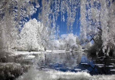 Winter white - white, lake, trees, frost, snow, winter, colored blue sky